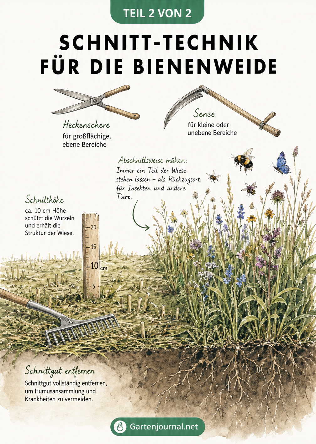 Detaillierte Querschnitt-Zeichnung einer Bienenweide, die abschnittsweises Mähen auf 10 cm Schnitthöhe mit Heckenschere und Sense zeigt