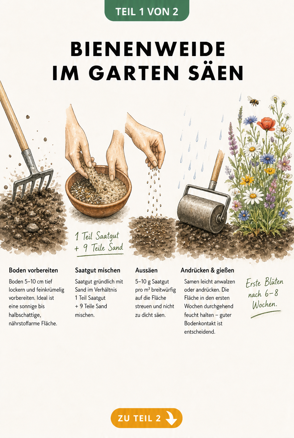 Illustration eines Erdquerschnitts, der die Schritte vom Lockern des Bodens über das Mischen von Saatgut mit Sand bis hin zur blühenden Bienenweide zeigt.
