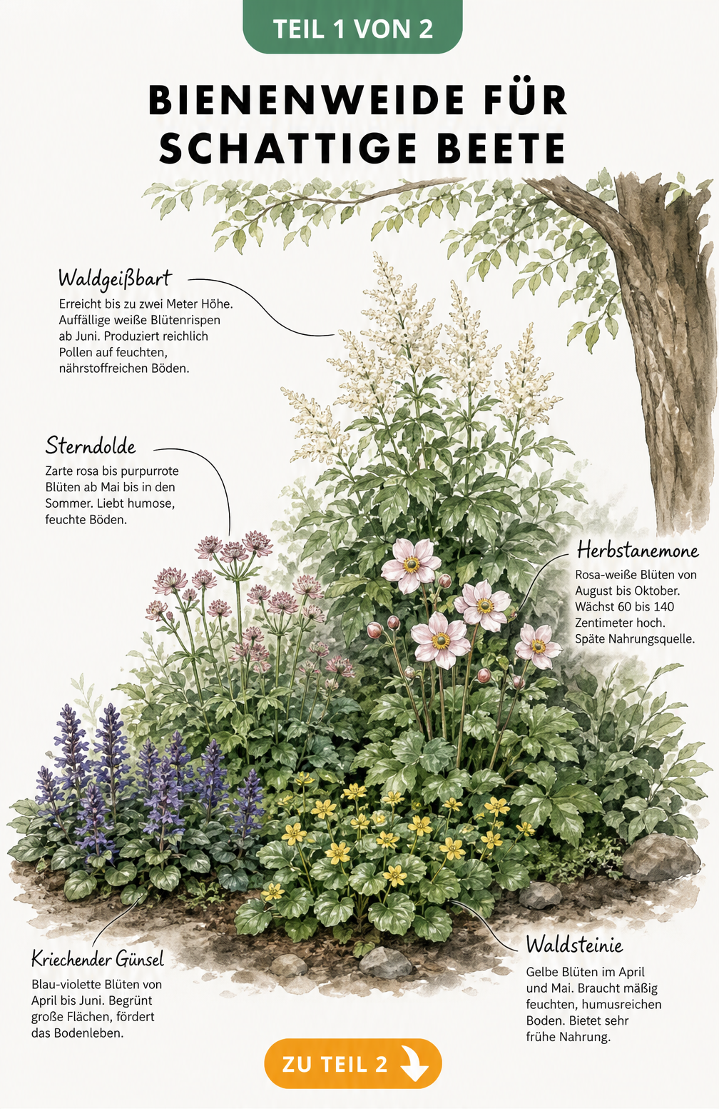 Querschnitt eines schattigen Gartenbeets mit Kriechendem Günsel, Waldsteinie, Sterndolde, Herbstanemone und Waldgeißbart