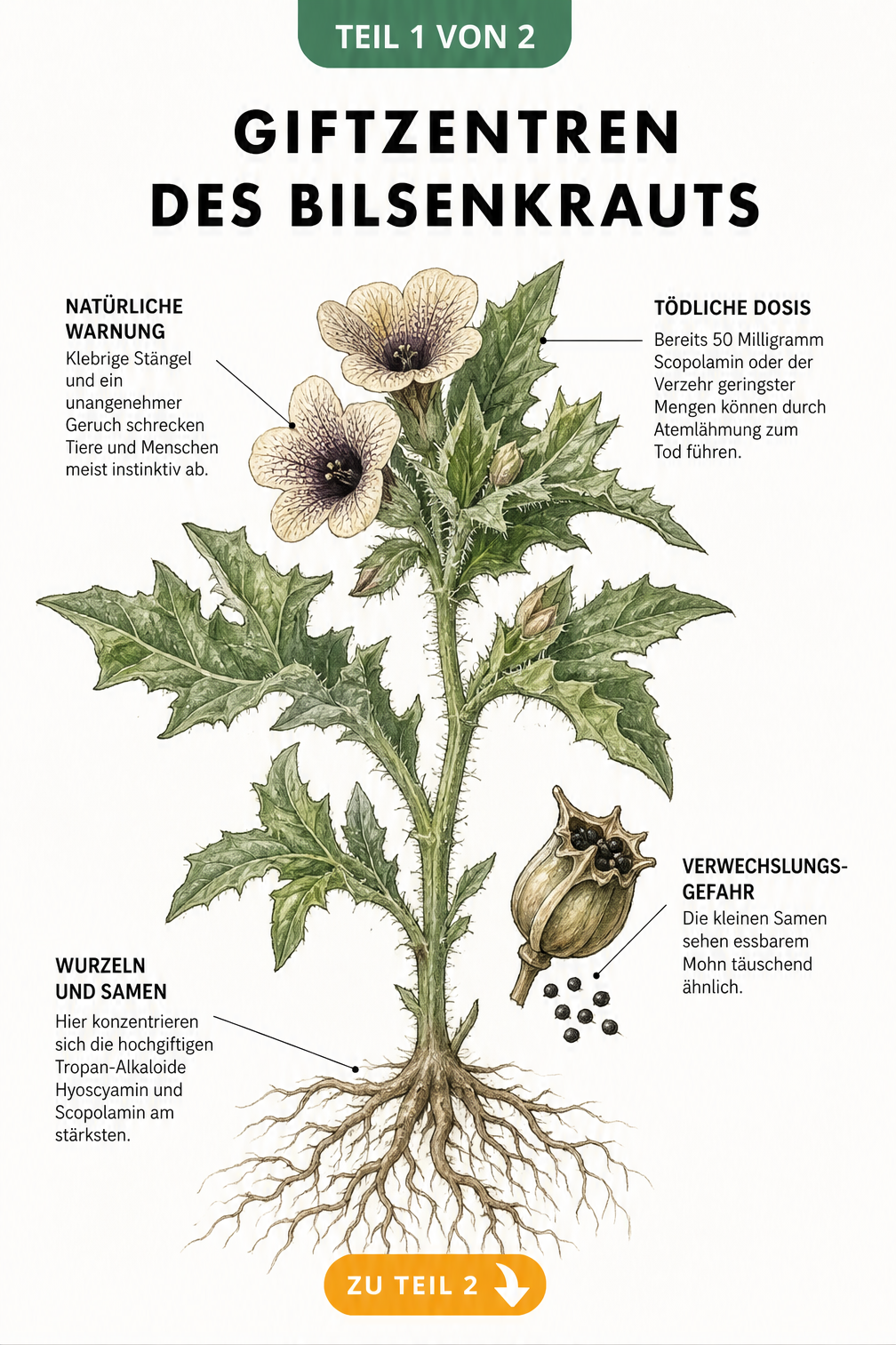 Botanische Illustration des Schwarzen Bilsenkrauts mit Wurzeln und Samenkapsel sowie Hinweisen zu den Giftzentren