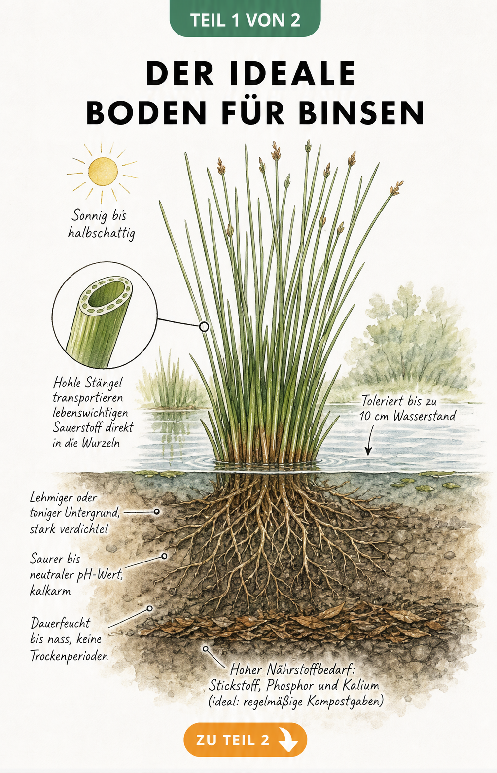 Botanische Querschnitt-Illustration eines Teichrandes mit Binsen, die den idealen Boden, Wasserstand und Nährstoffbedarf zeigt