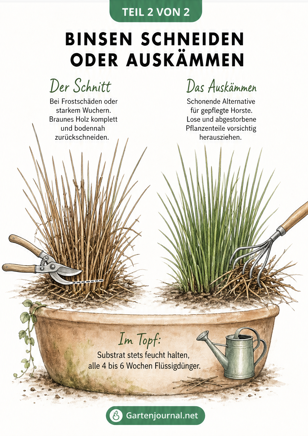 Vergleich von Binsen schneiden bei Frostschäden und Auskämmen nach mildem Winter