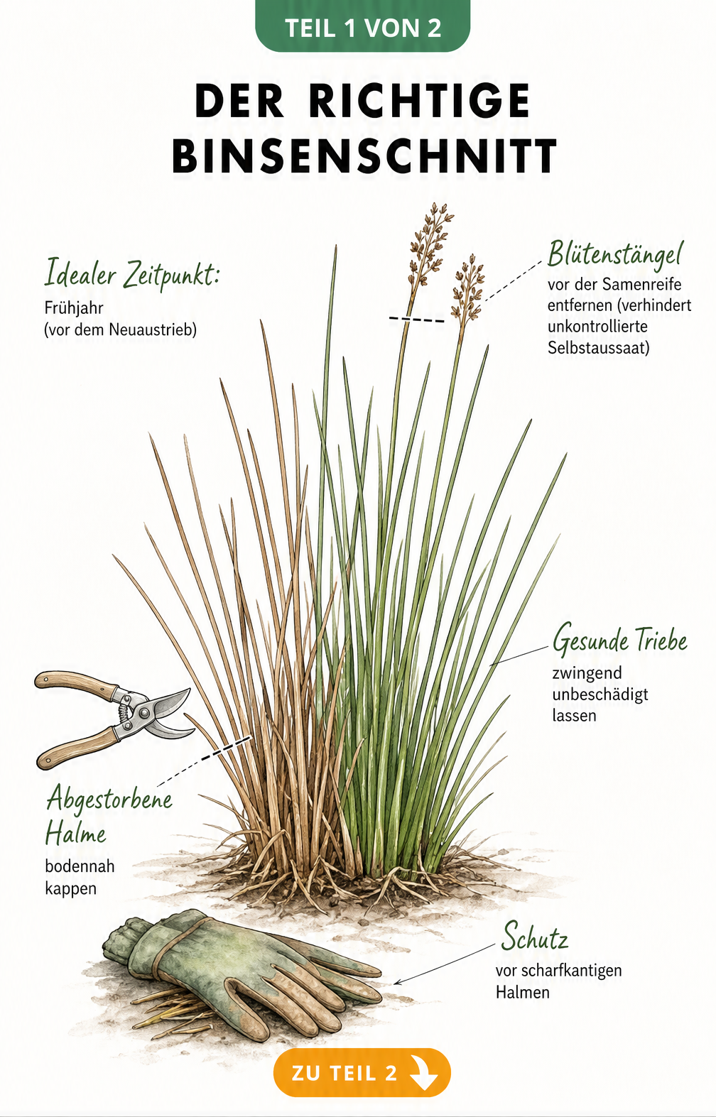 Botanische Illustration einer Binse mit Anleitung zum richtigen Schnitt im Frühjahr
