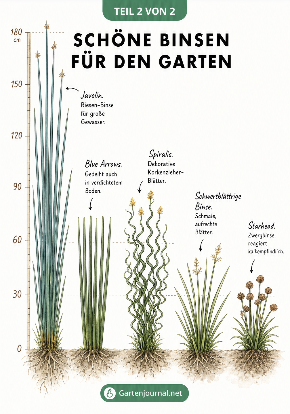 Botanische Lehrtafel mit fünf verschiedenen Binsen-Sorten und ihren Wuchshöhen
