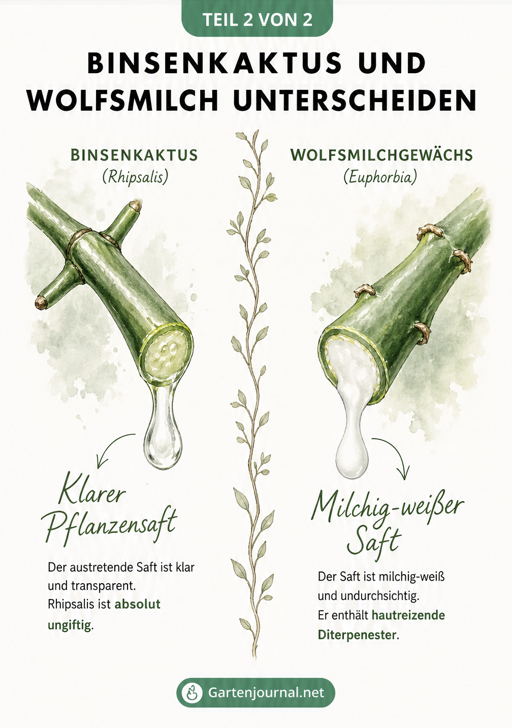 Gegenüberstellung von Binsenkaktus mit klarem Pflanzensaft und Wolfsmilch mit milchig-weißem Saft