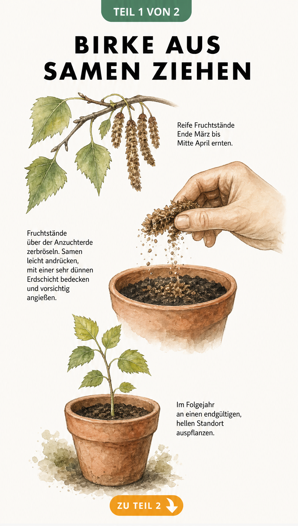 Botanische Illustration: Birkenzweig mit Fruchtstand, Samen werden in einen Tontopf mit Anzuchterde gesät, daraus wächst ein kleiner Birken-Setzling.