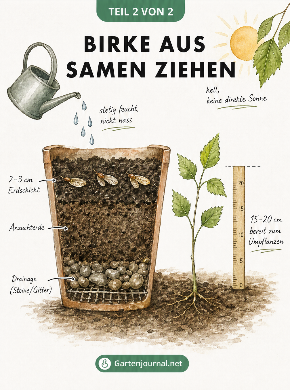 Querschnitt eines Anzuchttopfes mit Erdschichten und einem gekeimten Birkensämling