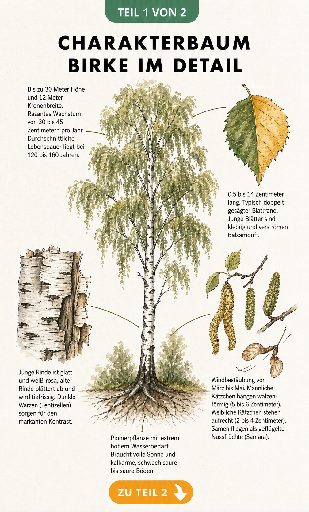 Botanische Illustration einer Birke mit Detailzeichnungen von Blättern, Blüten, Rinde und Wurzeln