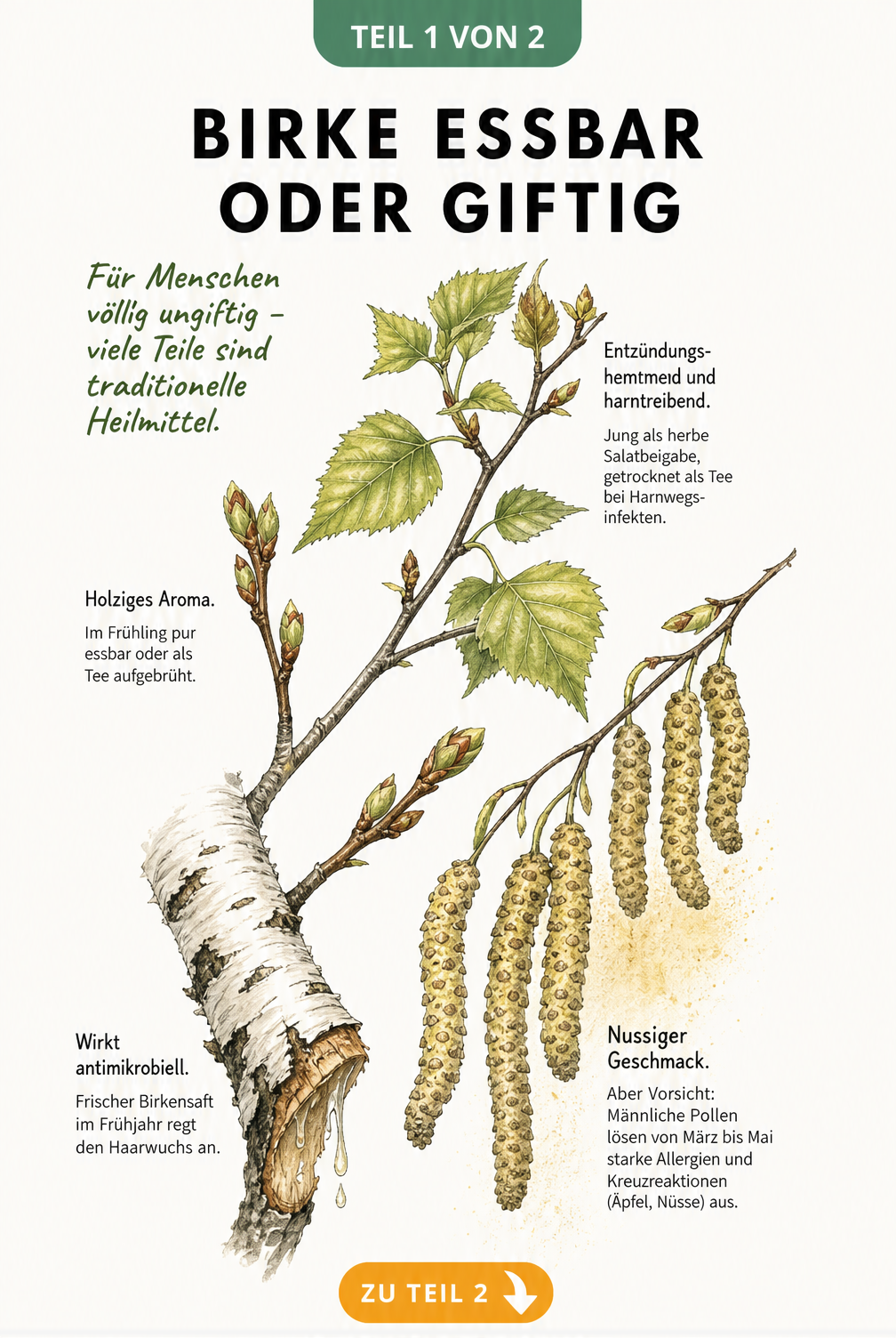Botanische Illustration eines Birkenzweigs mit Blättern, Knospen, Rinde und Blütenkätzchen sowie Erklärungen zur Essbarkeit und Heilwirkung.