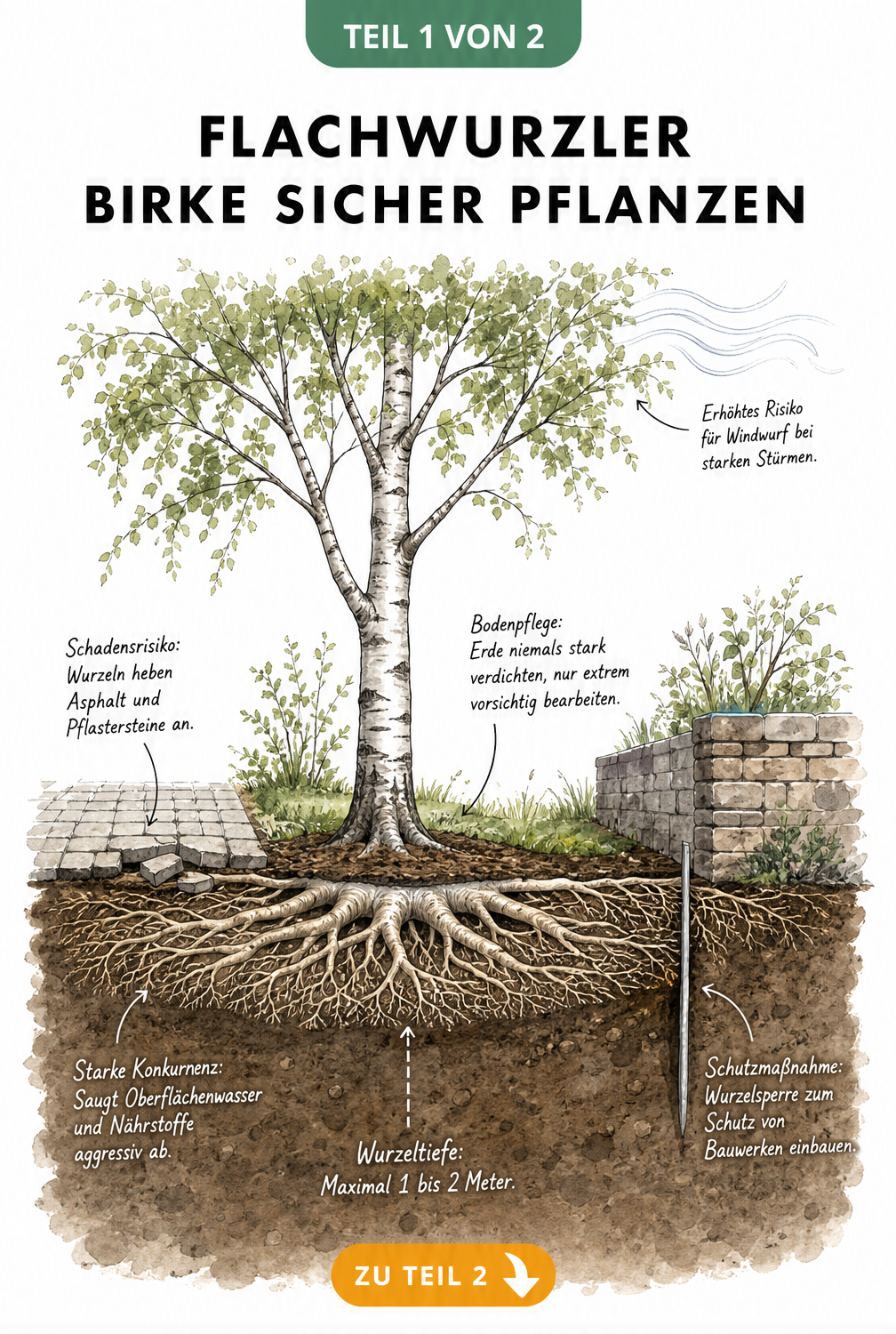 Querschnitt eines Gartenbodens mit einer Birke, die ihr flaches, breites Wurzelsystem unter einem gepflasterten Weg und einer Mauer ausbreitet.