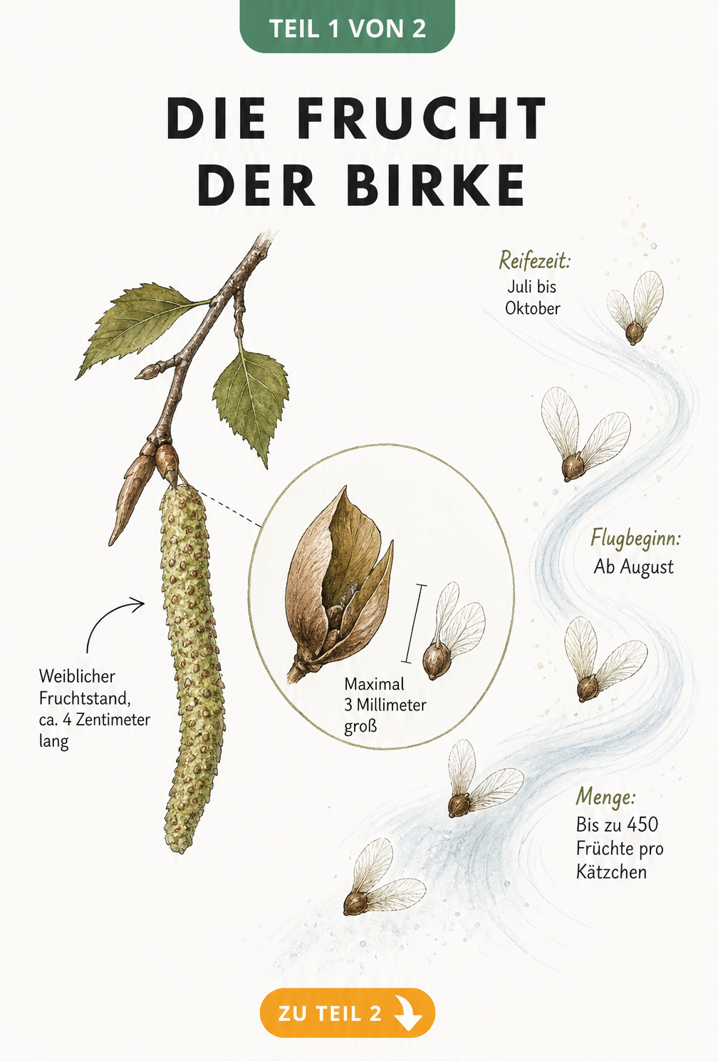 Botanische Illustration eines weiblichen Birkenkätzchens und eines geflügelten Birkensamens im Wind