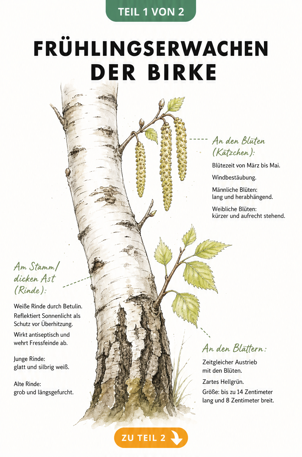 Botanische Illustration eines Birkenastes im Frühling mit Details zu Rinde, Blüten und Blättern