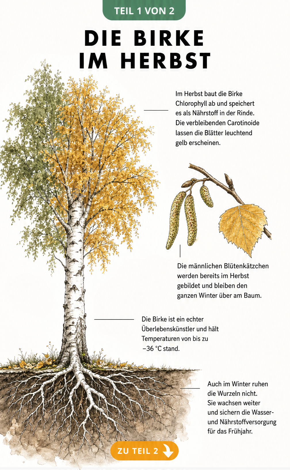 Botanische Aquarell-Zeichnung einer Birke im Herbst mit Wurzelwerk, Stamm und Krone