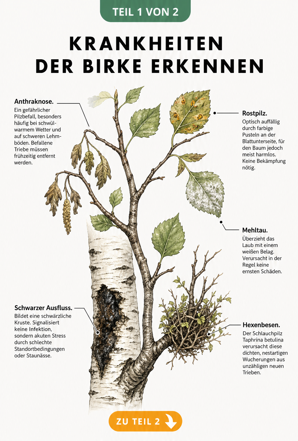Botanische Illustration eines Birkenastes mit Symptomen wie schwarzem Ausfluss, welken Blättern, Rostpilz, Mehltau und Hexenbesen