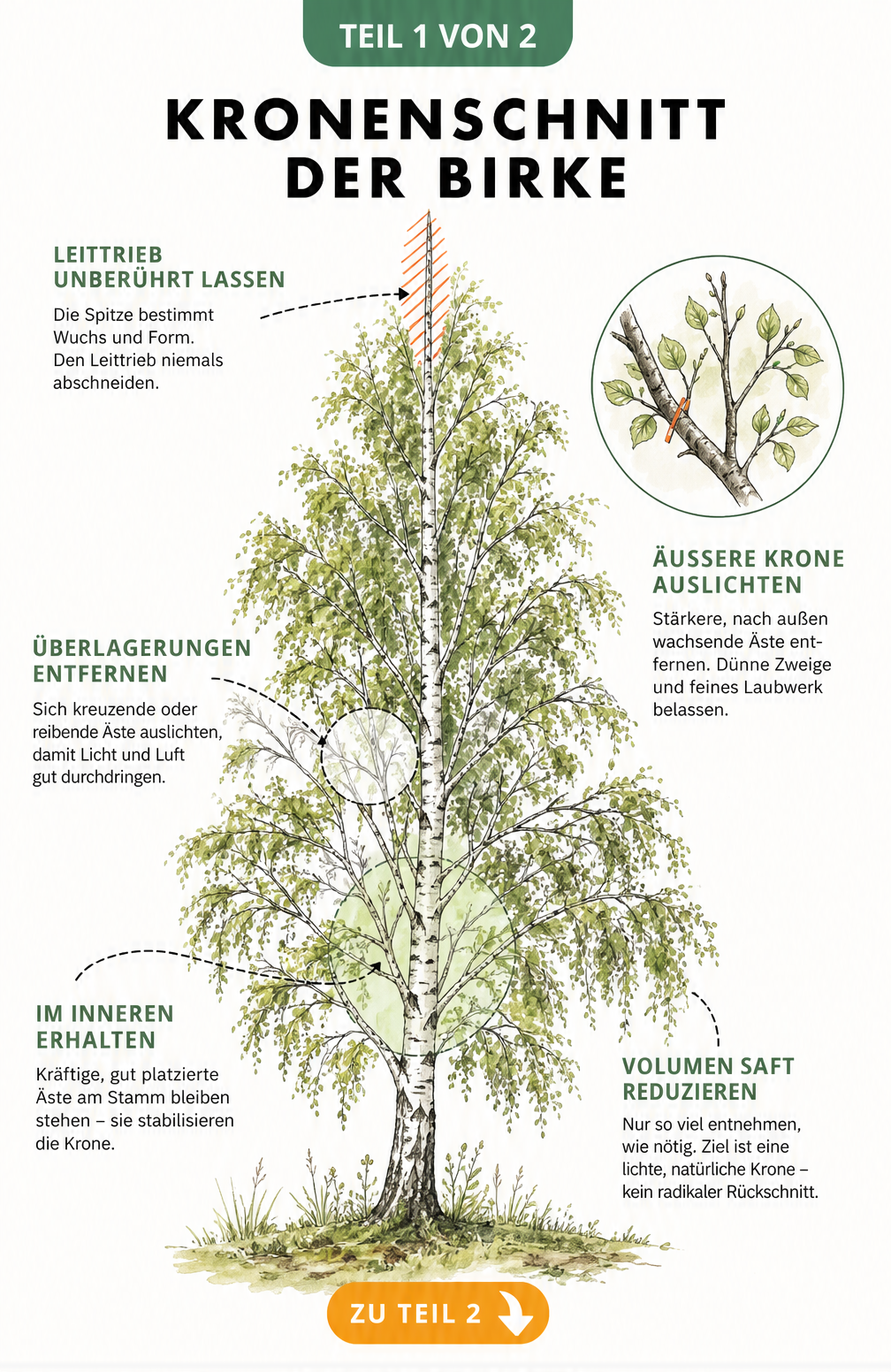 Botanische Illustration einer Birke mit Markierungen zum korrekten Kronenschnitt und Schutz des Leittriebs