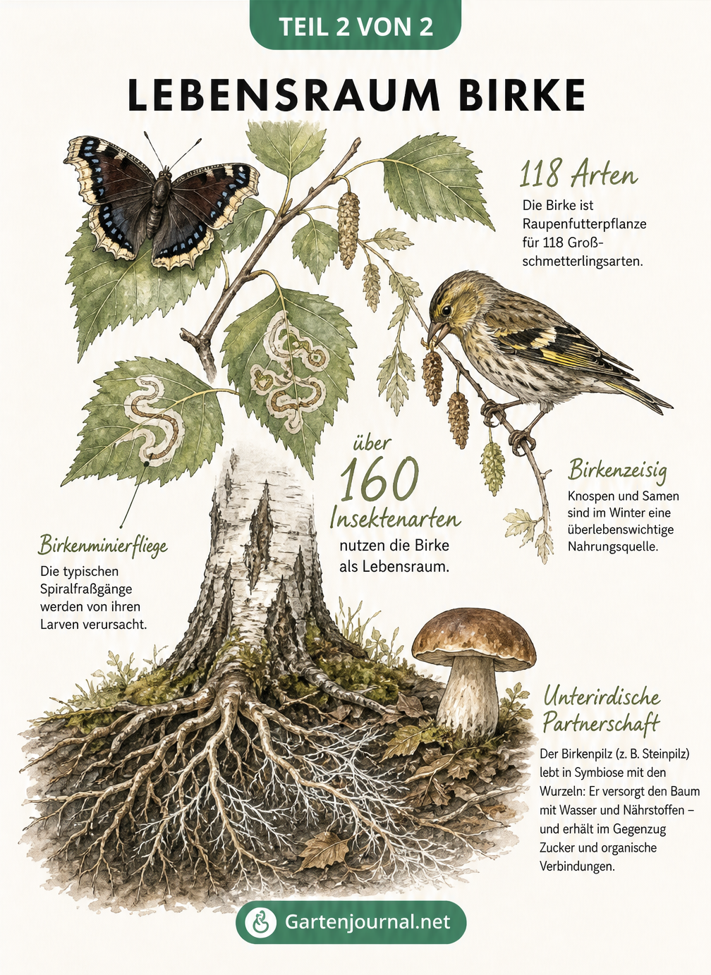 Botanische Zeichnung einer Birke mit Trauermantel-Schmetterling, Birkenzeisig und Birkenpilz am Wurzelwerk.