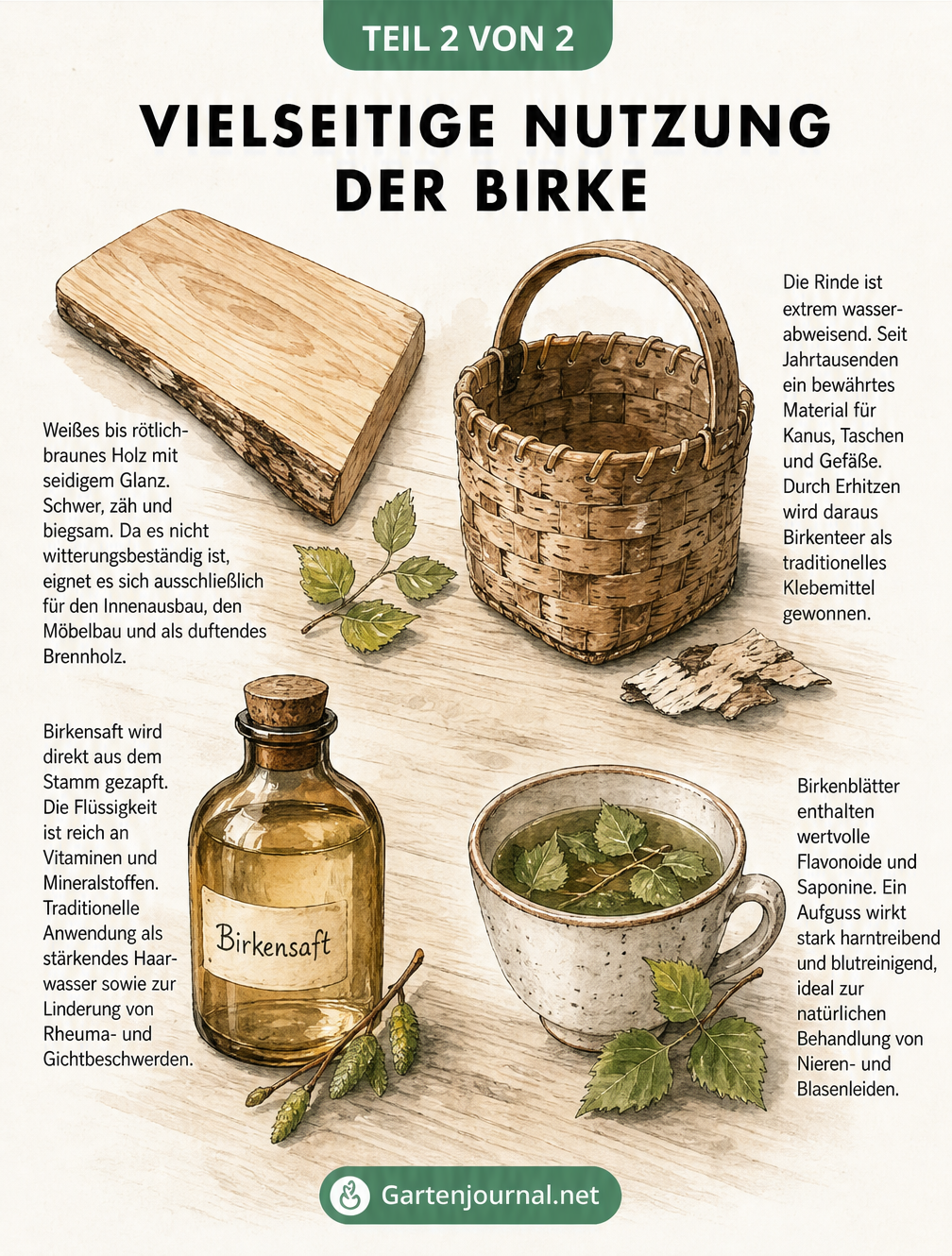 Illustration zur Nutzung der Birke mit Holzbrett, Rindenkorb, Birkensaft und Birkenblättertee