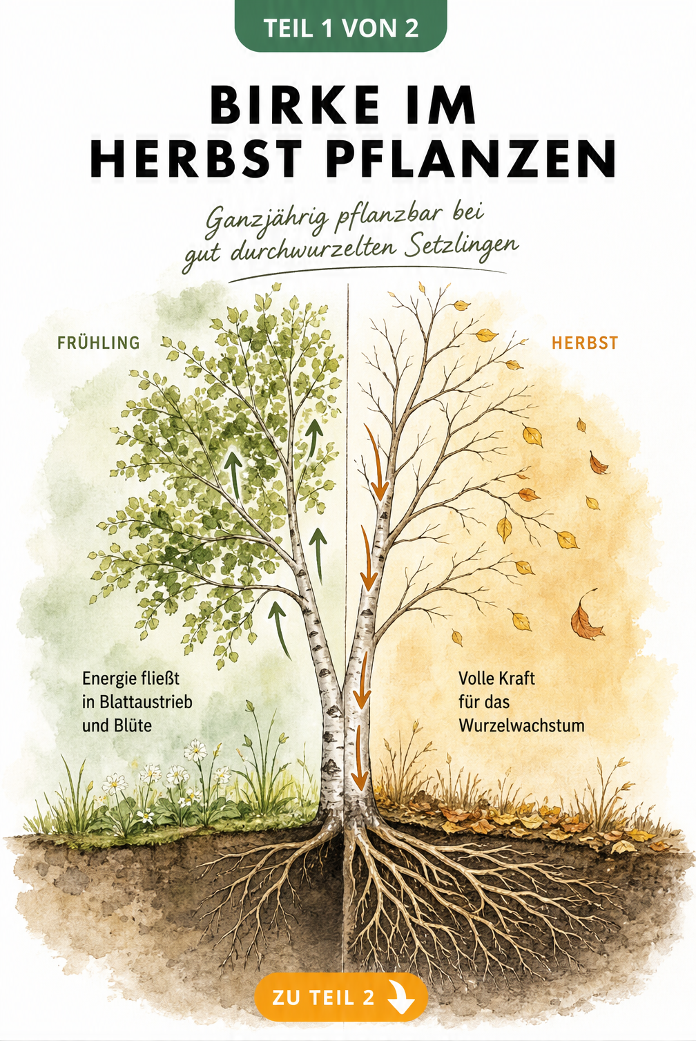 Illustration einer jungen Birke im Querschnitt, die den Energiefluss im Frühjahr und Herbst zeigt