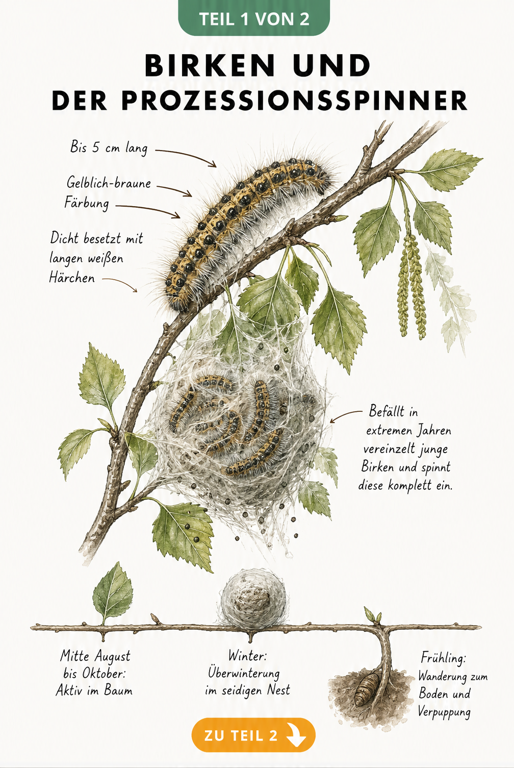 Botanische Illustration einer jungen Birke mit Raupe und Gespinst des Prozessionsspinners sowie einem Zeitstrahl zum Lebenszyklus