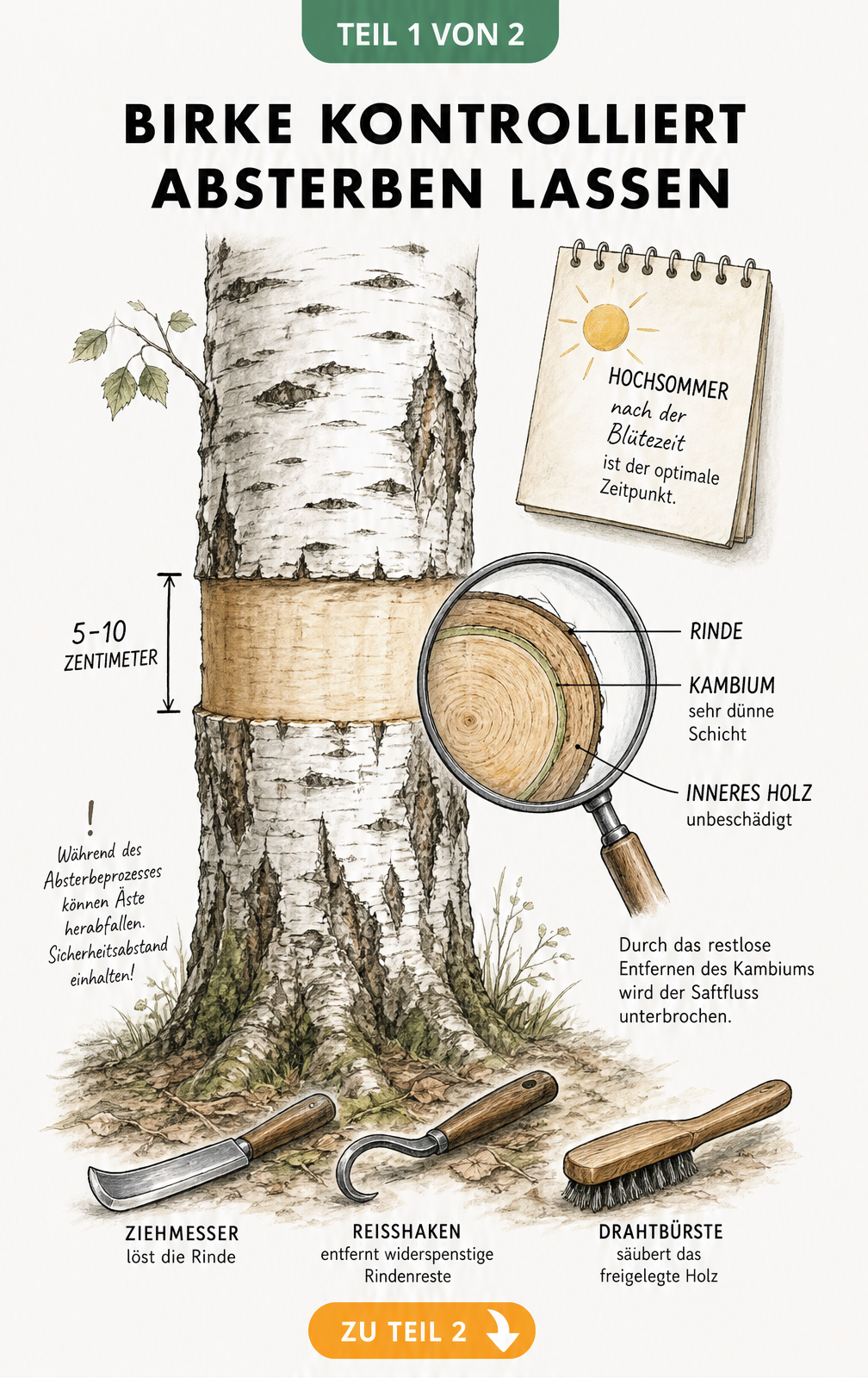 Botanische Illustration eines Birkenstamms mit herausgeschältem Rindenstreifen und Lupen-Ansicht der Stammschichten