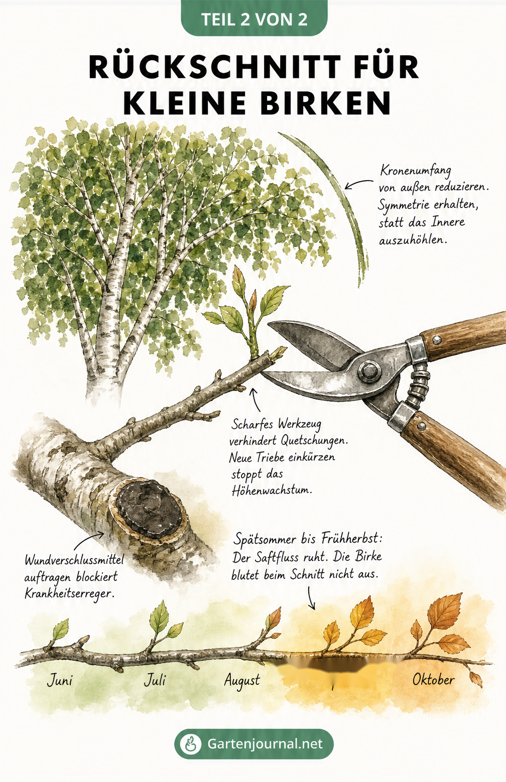 Botanische Zeichnung einer Birkenkrone und eines Astes beim Rückschnitt mit einer Gartenschere