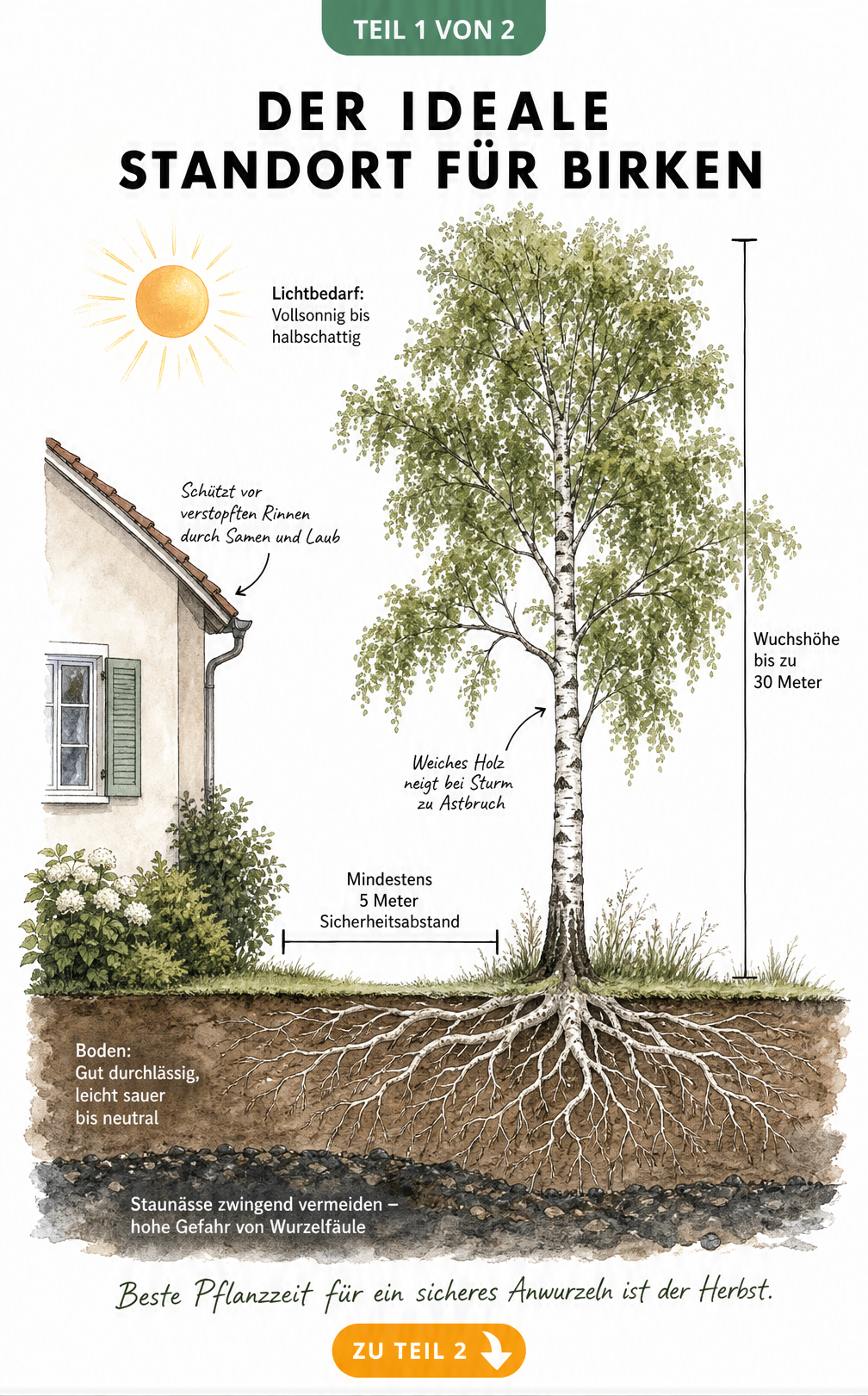 Querschnitt-Illustration einer Birke neben einem Haus, die den Platzbedarf über und unter der Erde zeigt