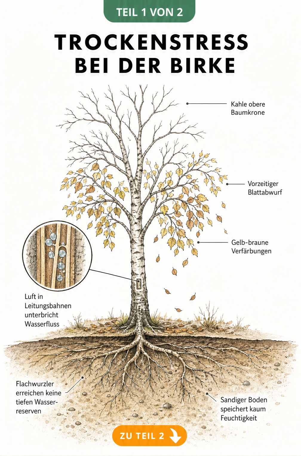 Botanische Schnittdarstellung einer Birke mit kahler Krone, gelb-braunen Blättern und flachem Wurzelwerk im sandigen Boden, die Trockenstress zeigt.