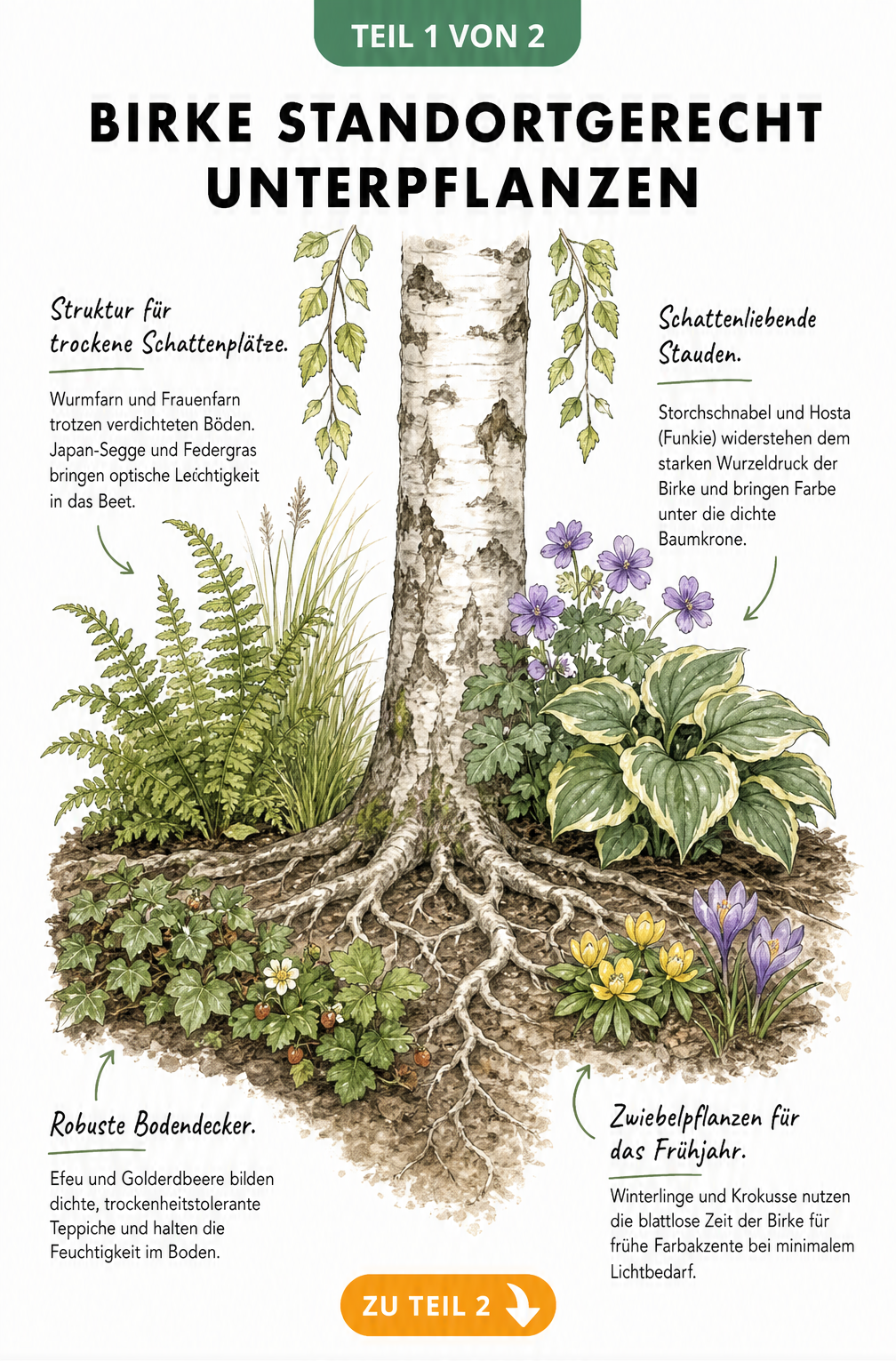 Botanische Illustration einer Birke mit unterpflanzten Farnen, Gräsern, Bodendeckern, Stauden und Zwiebelpflanzen