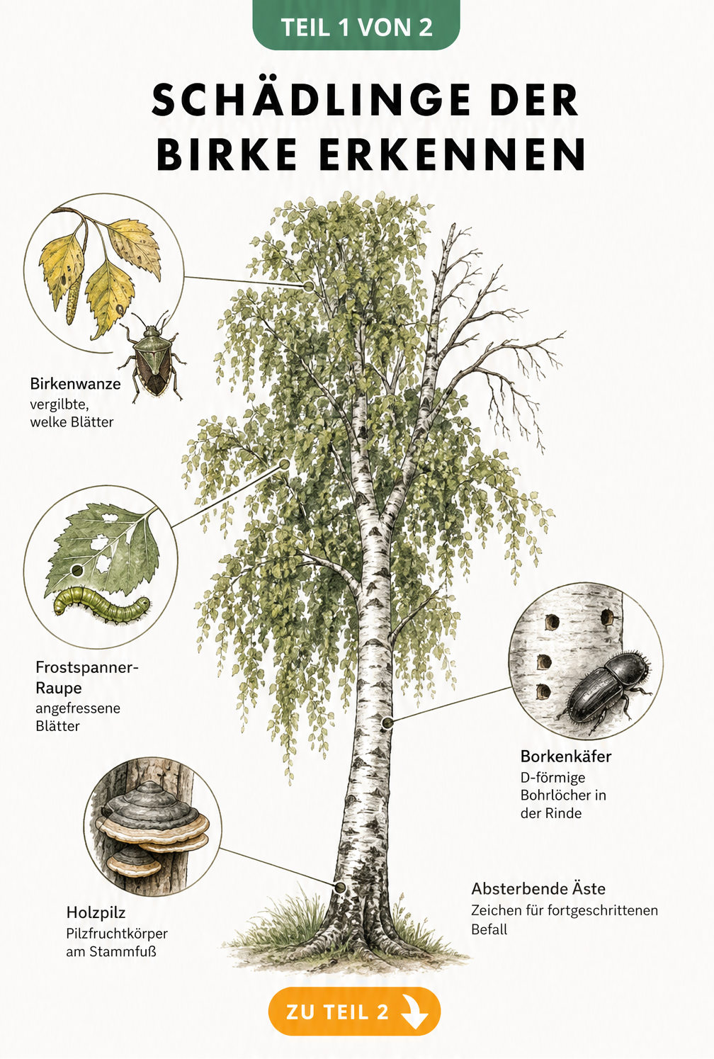 Illustration einer Birke mit Detailzeichnungen von Birkenwanze, Frostspanner, Borkenkäfer und Holzpilz
