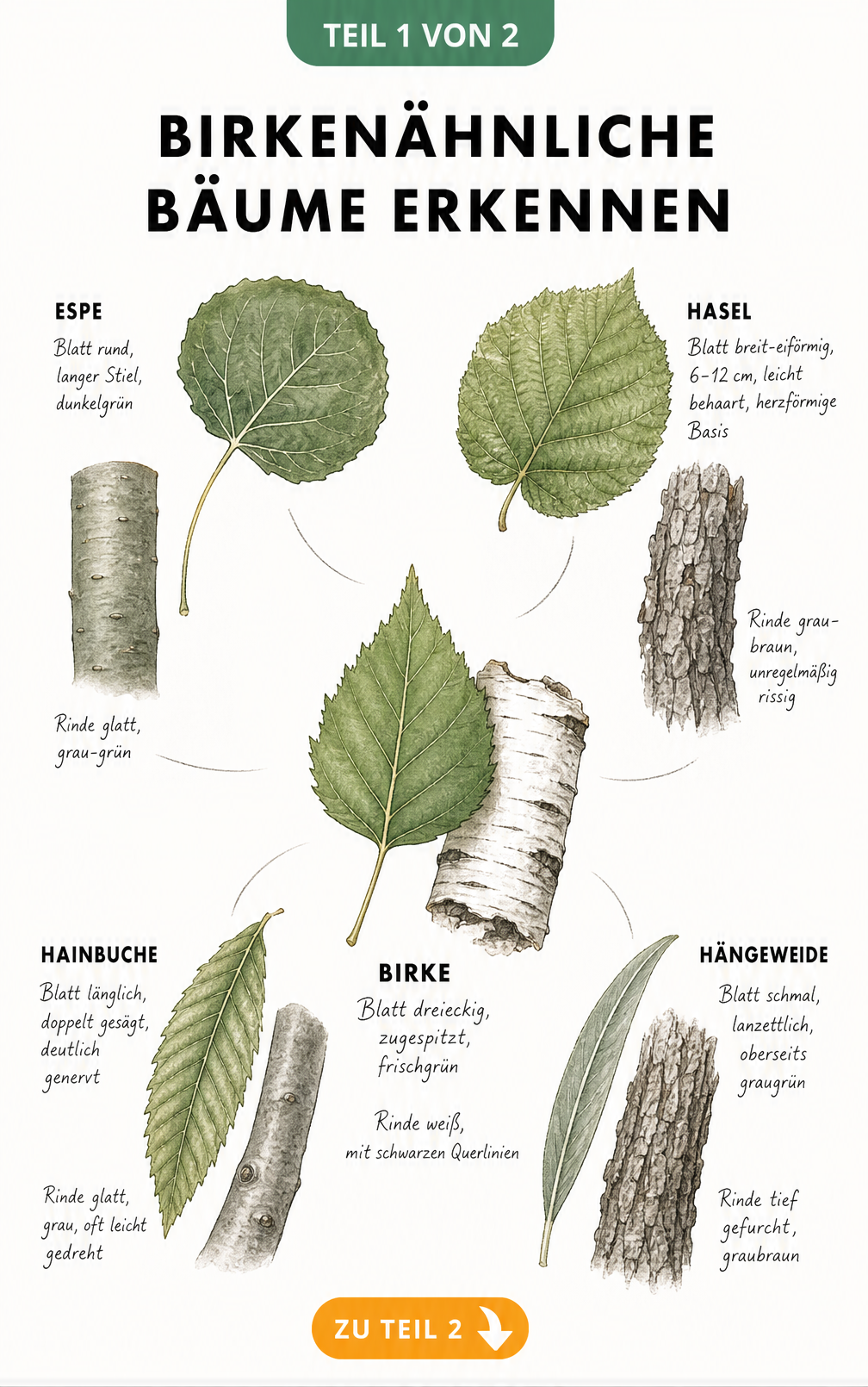 Botanische Zeichnung von Blättern und Rinde der Espe, Hasel, Hainbuche und Hängeweide im Vergleich zur Birke