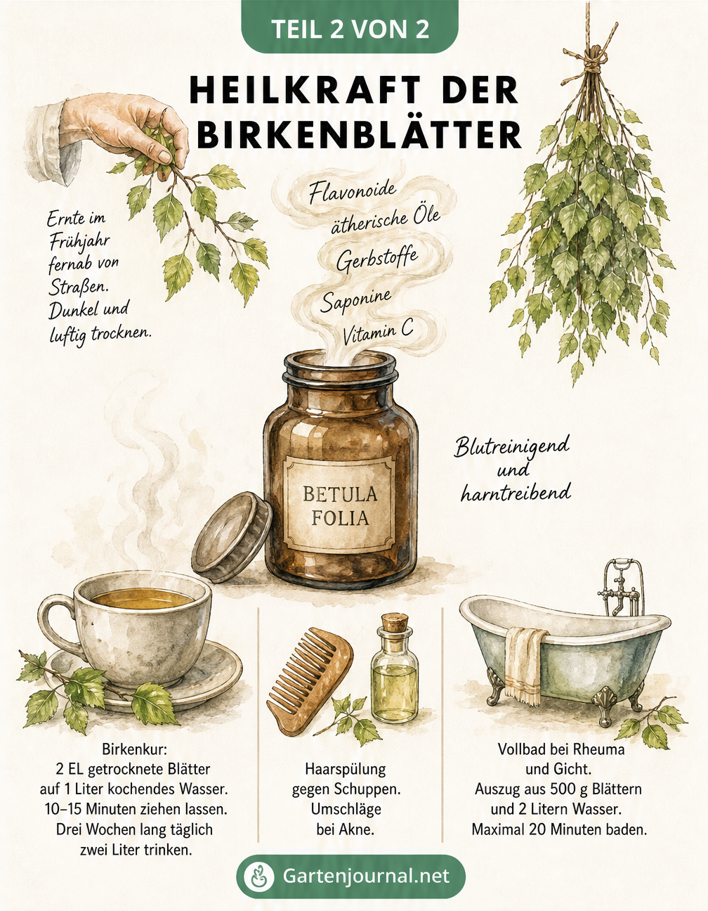 Illustration zur Ernte und Anwendung von Birkenblättern als Tee, Haarspülung und Vollbad