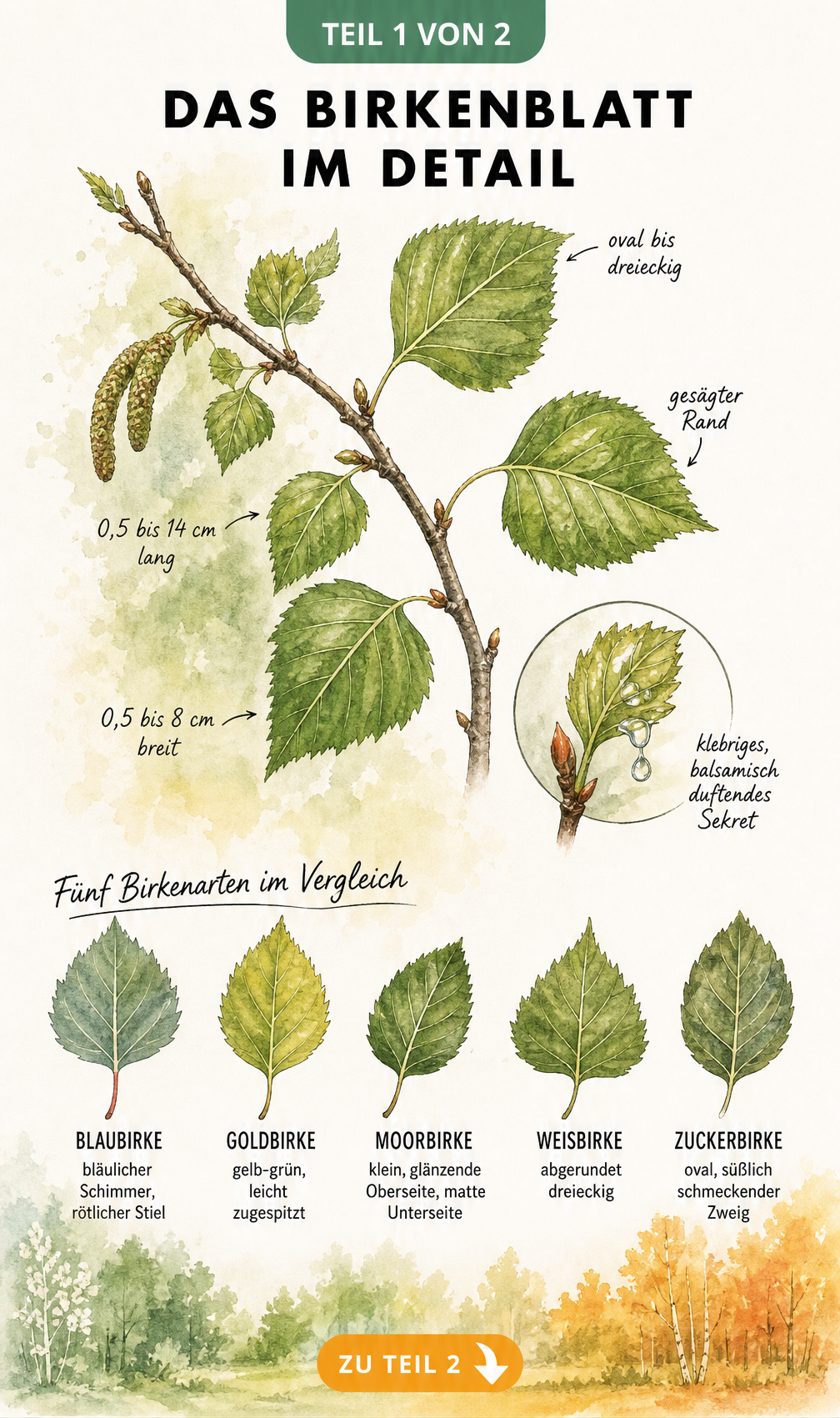 Botanische Illustration eines Weißbirken-Zweiges mit Details zur Blattform und einer Übersicht von fünf Birkenarten