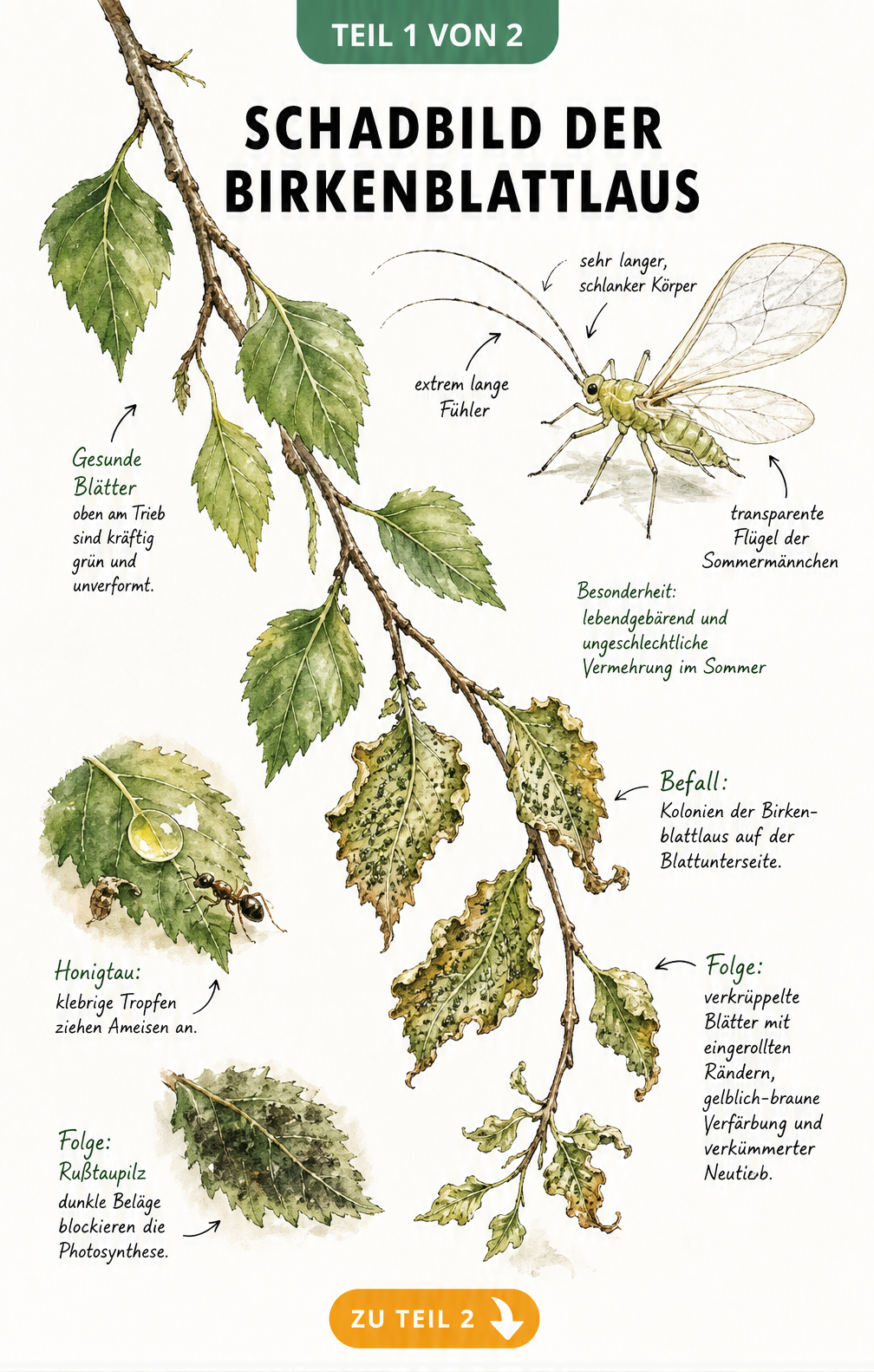 Botanische Illustration der Europäischen Birkenblattlaus und ihres Schadbildes an einem Birkenzweig mit verkrüppelten Blättern, Honigtau und Rußtaupilz.