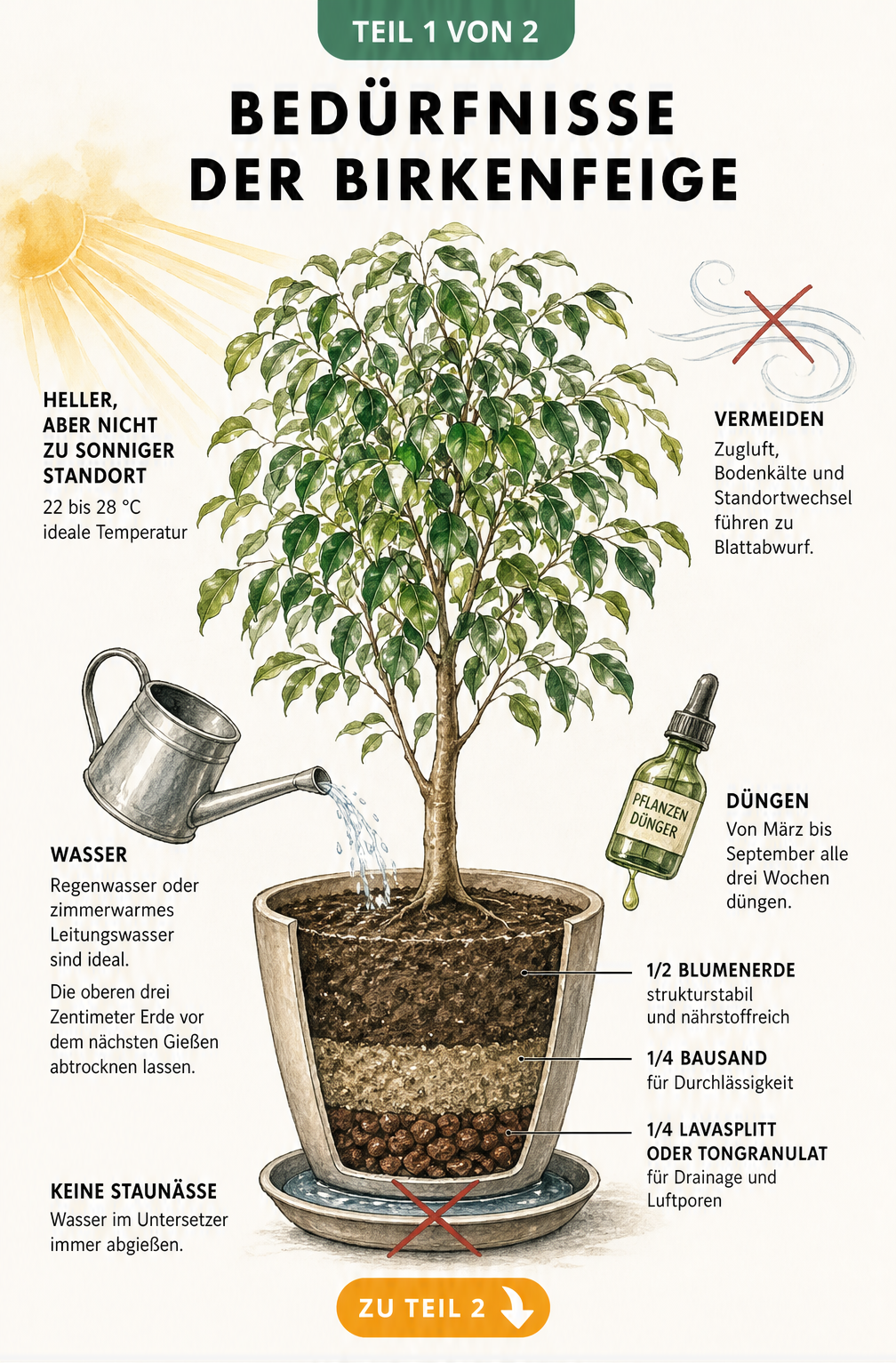 Botanische Illustration einer Birkenfeige im Topf mit Hinweisen zu Standort, Gießen, Düngen und Substrat