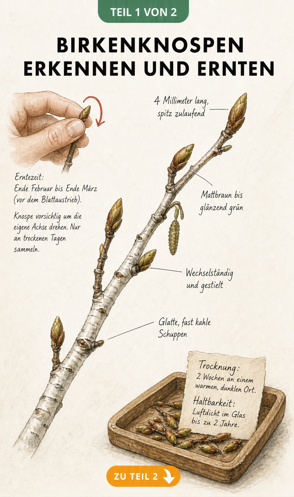Botanische Illustration eines Birkenzweigs mit Knospen, Erntehinweisen und Trocknungsanleitung.