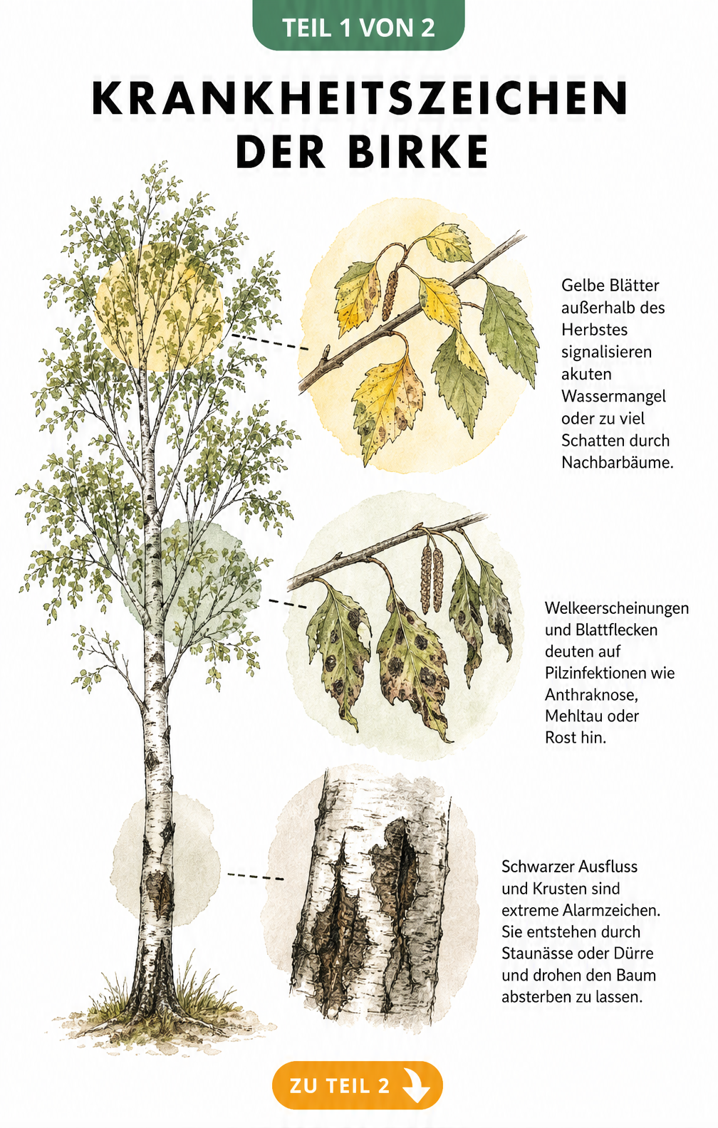 Botanische Illustration einer Birke mit gelben Blättern, welken Zweigen und schwarzem Ausfluss am Stamm