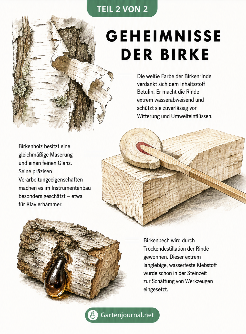 Detaillierte Lithografie-Zeichnung von Birkenrinde, Birkenholz als Klavierhammer und Birkenpech