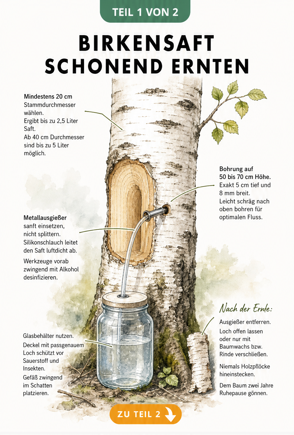 Botanische Illustration eines Birkenstamms mit Querschnitt, Bohrloch und Auffanggefäß für Birkensaft