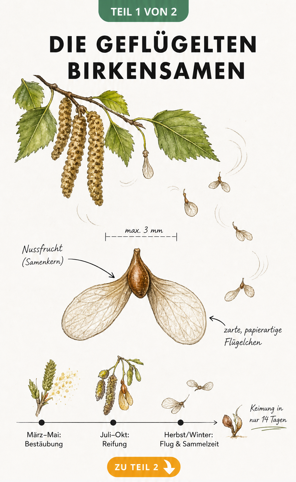 Botanische Illustration eines Birkensamens mit Maßstabsangabe und Zeitstrahl der Entwicklung