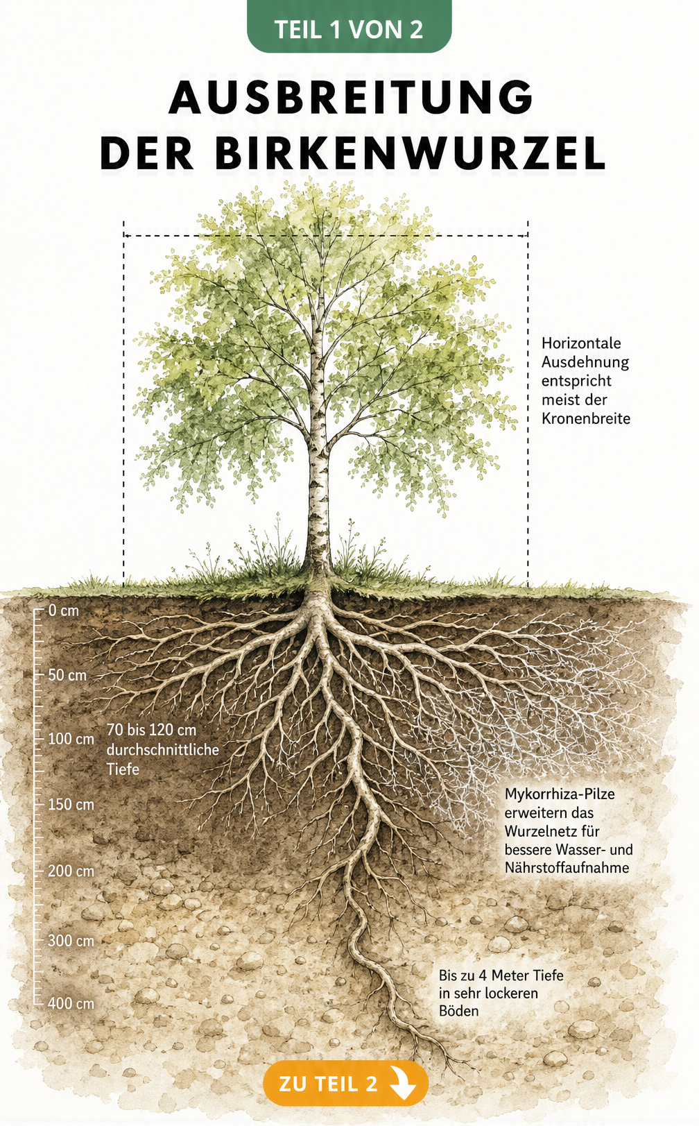 Botanische Illustration des Birkenwurzelwerks mit horizontaler und vertikaler Ausbreitung sowie Mykorrhiza-Pilzen im Erdreich.