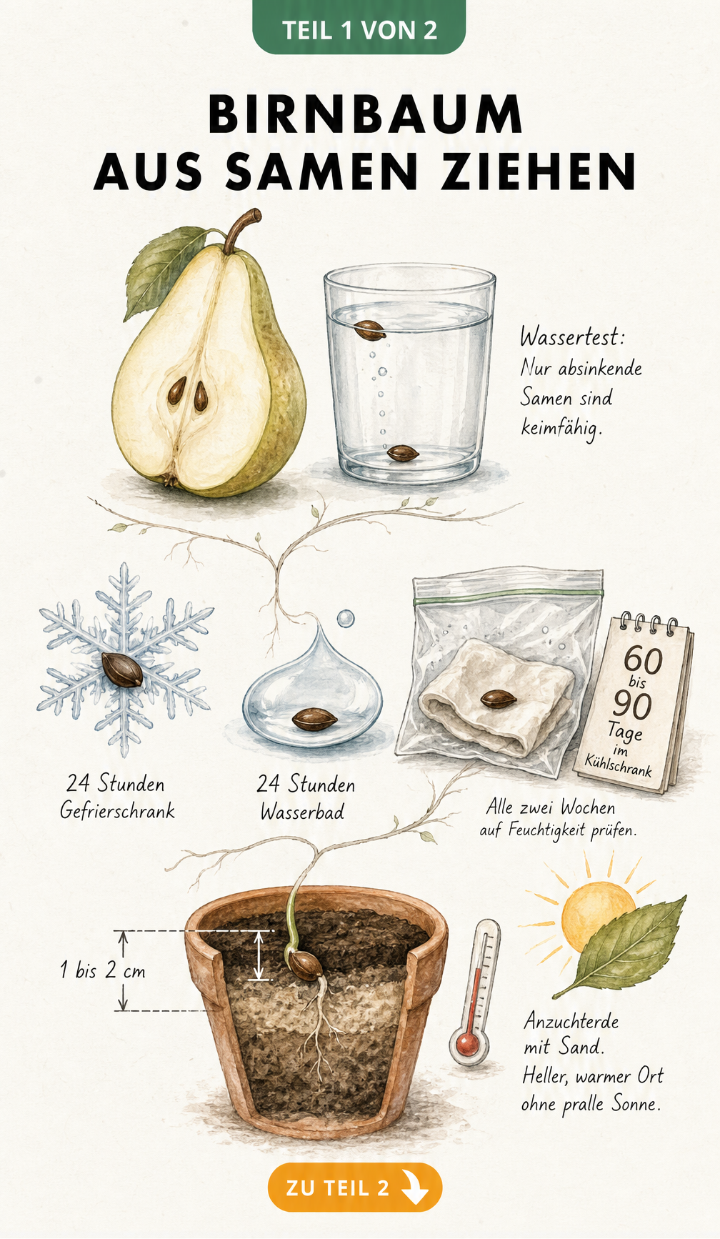 Botanische Illustration: Birnbaum aus Samen ziehen mit Wassertest, Stratifikation im Kühlschrank und Aussaat im Topf