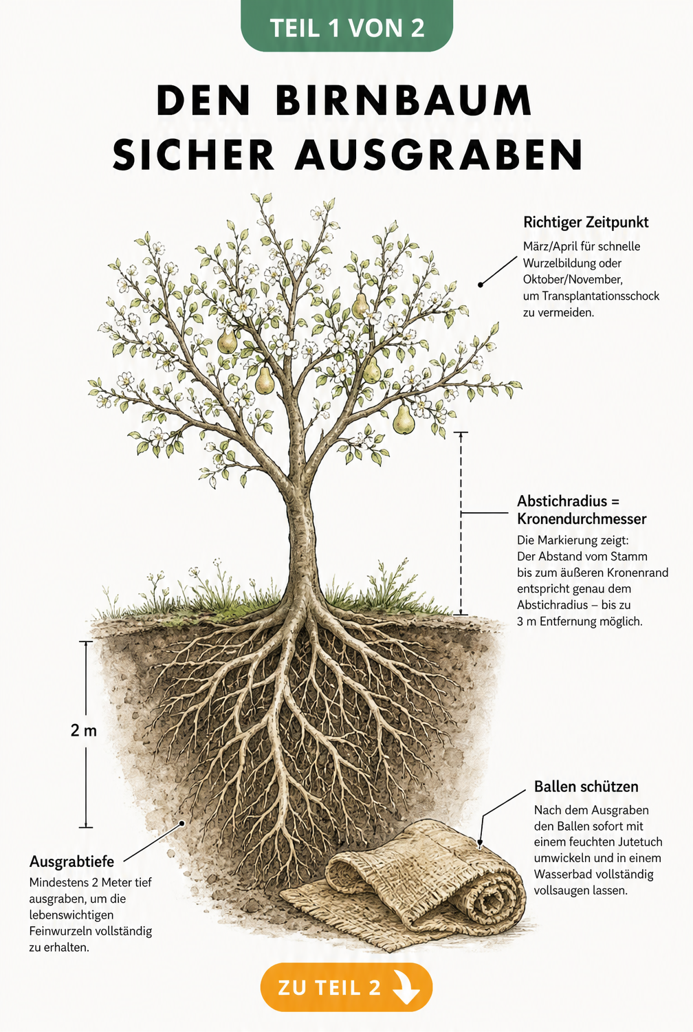 Botanische Querschnitt-Illustration eines Birnbaums beim Ausgraben mit Wurzelwerk und Jutetuch