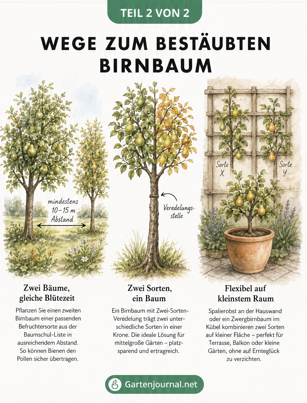Gartenskizze mit drei Platzspar-Lösungen für Birnbäume: zwei Bäume, Zwei-Sorten-Veredelung und Spalierobst mit Zwergbaum im Kübel.