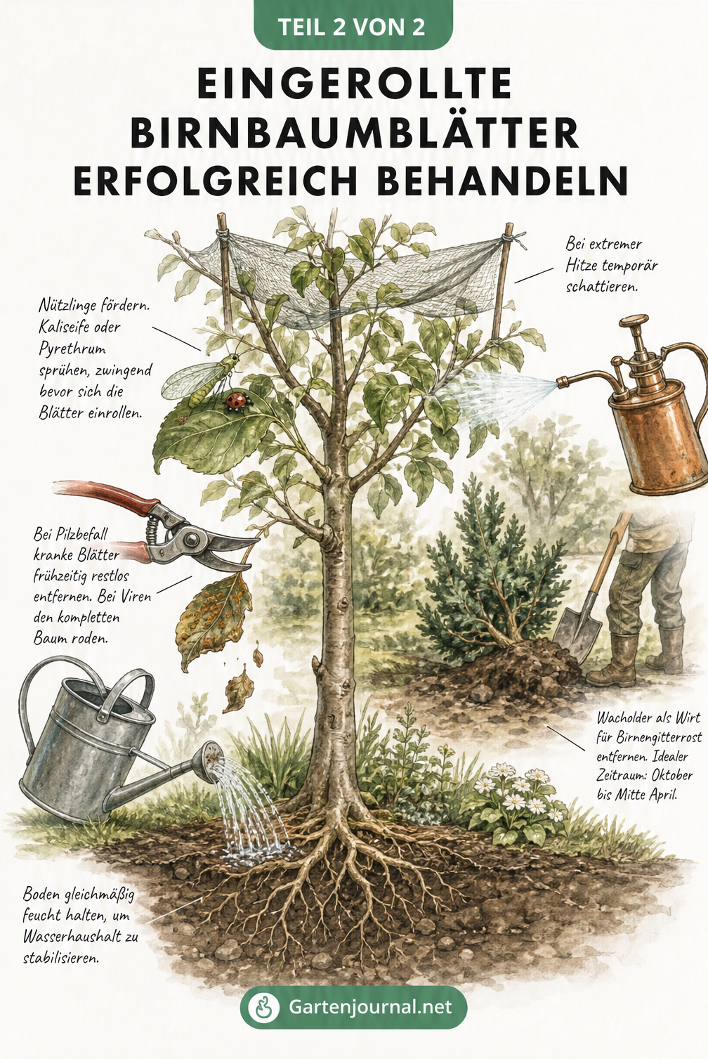 Illustration eines Birnbaums mit Pflegemaßnahmen wie Schattiernetz, Nützlingseinsatz, Entfernen kranker Blätter und tiefgründiger Bewässerung.