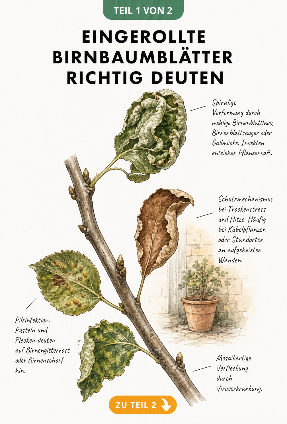 Botanische Illustration von vier Birnbaumblättern mit unterschiedlichen Schadbildern wie spiraliger Verformung, Trockenstress, Pilzinfektion und...