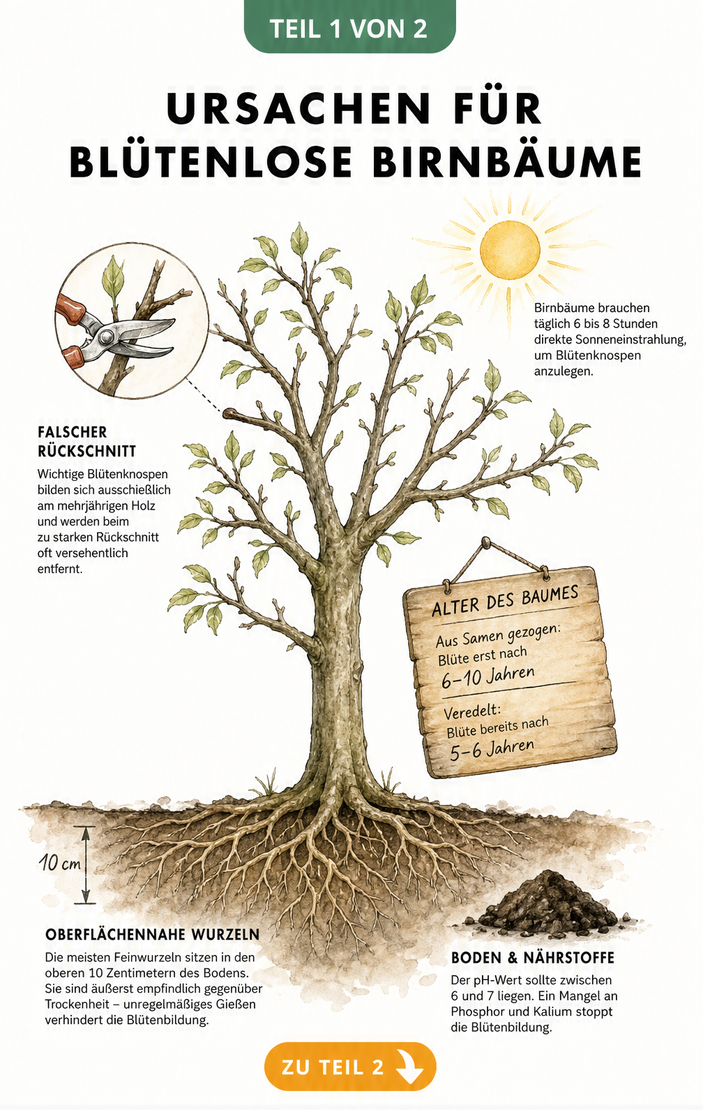 Botanische Illustration eines Birnbaums im Querschnitt, die Ursachen für fehlende Blüten wie falscher Schnitt, Alter, Trockenheit und Nährstoffmangel zeigt.