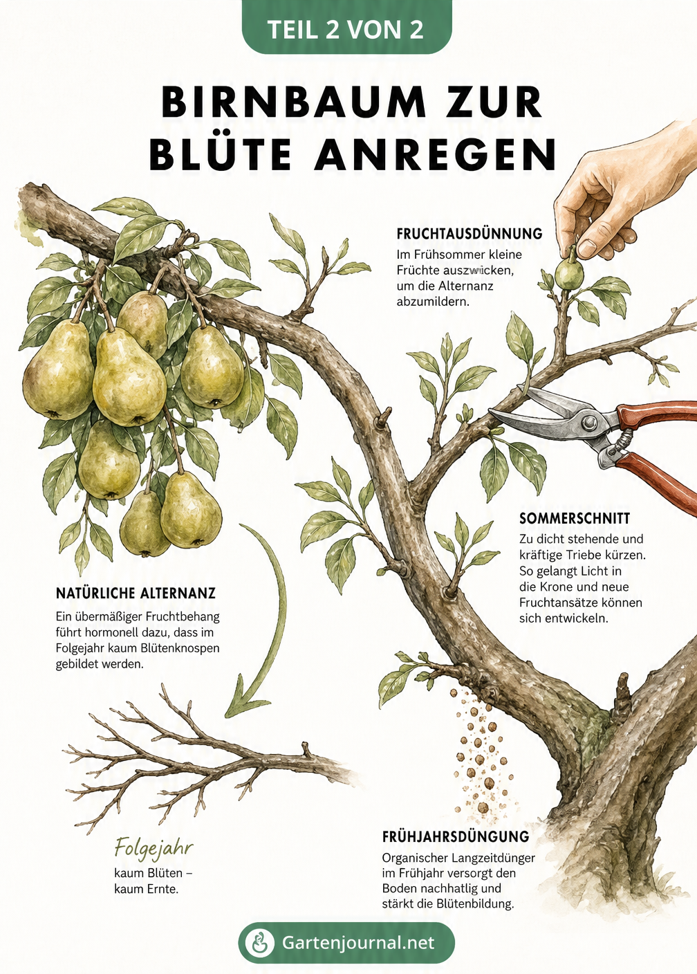 Illustration eines Birnbaumastes, die Maßnahmen zur Förderung der Blüte wie Fruchtausdünnung, Sommerschnitt und Frühjahrsdüngung darstellt.