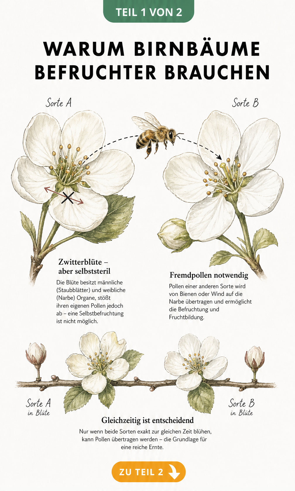 Botanische Illustration zweier Birnenblüten mit einer Biene, die den Pollentransfer und die Selbststerilität von Zwitterblüten zeigt.
