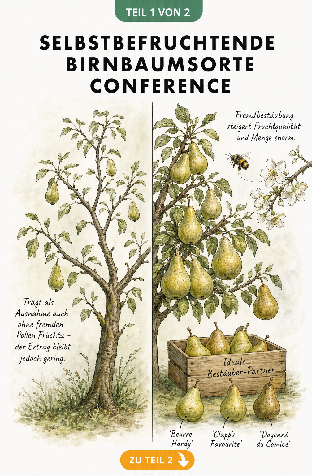 Botanische Illustration eines Birnbaums der Sorte Conference im Vergleich: links ohne Fremdbestäubung mit wenig Ertrag, rechts mit Fremdbestäubung durch...