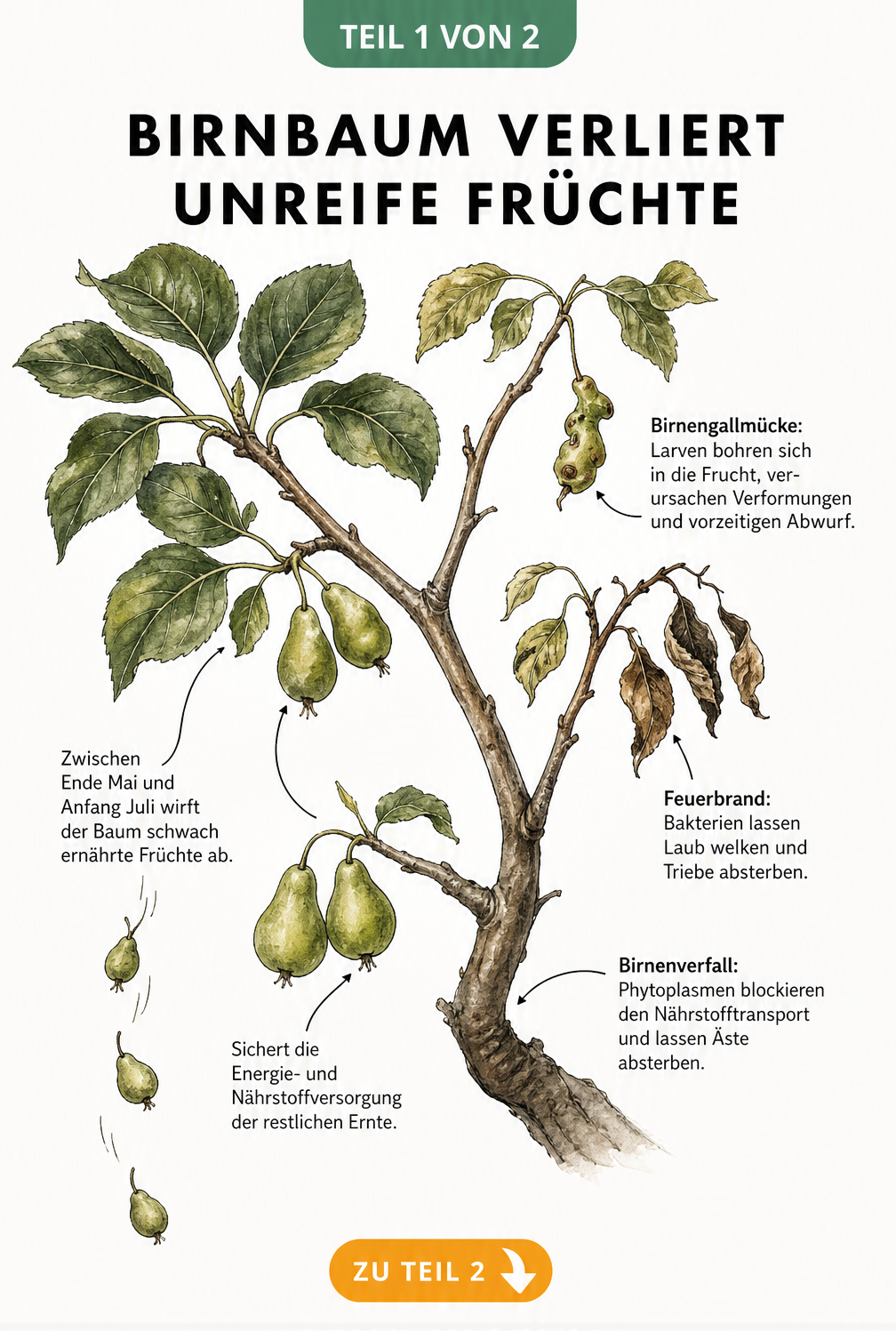 Botanische Illustration eines Birnbaumastes, der natürlichen Junifall und Stresssymptome wie Birnengallmücke und Feuerbrand zeigt
